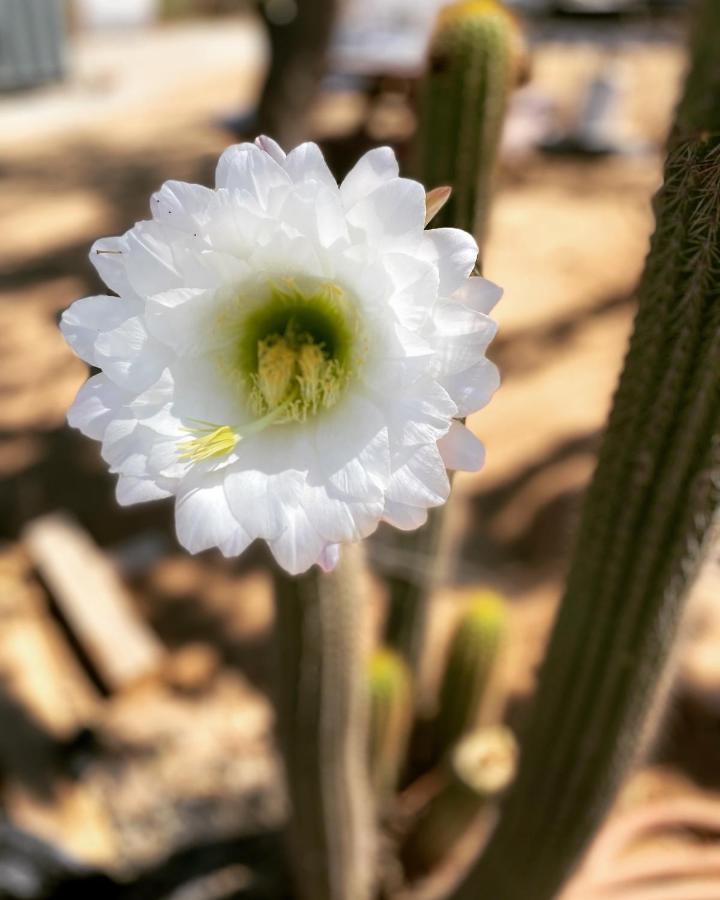 Ecovino Valle De Guadalupe Zewnętrze zdjęcie